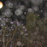 Rain_14
