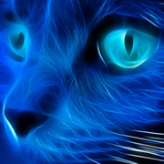 Blue_cat_card