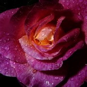 Rainy_rose_card