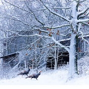 Afternoon_walk_card