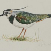 Lapwing600_card