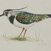 Lapwing600_thumb