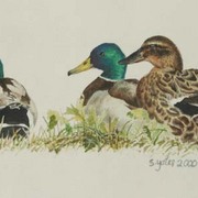 Mallards600_card