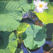 Water_lilies_9-lo
