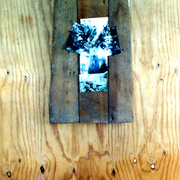Tane_mahuta