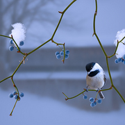 A_winter_moment_card