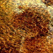 Water_33_card