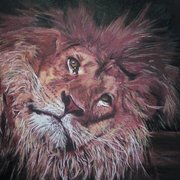 Lion_16th_nov09_card