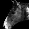 Barn_horse_1_thumb
