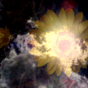 Sf1e_card