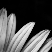 Petals2_card