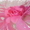 Rosa_piccola_thumb