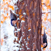 Nuthatches_card