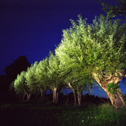 Nachtallee