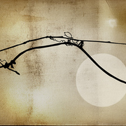 November_bones_card