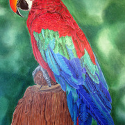Redparrot_card