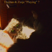 Dsc00302z2_card