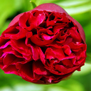 Crushed_flower_card