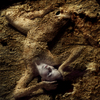 Gildelemos1255126648-mudslide_thumb