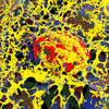 Polymatrix_thumb
