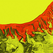 The_silkworm_larva_card