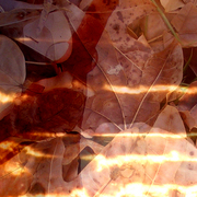 Light_leaves_card