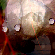Natures_raindance_card