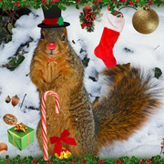 P3092605holiday_squirrel_card