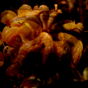 Flowers_card