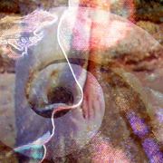 Spiralshell_card