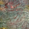 Smallpond_thumb