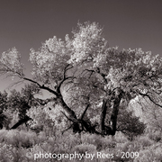 Escalante-cottonwoodtree2-ps2-post_card