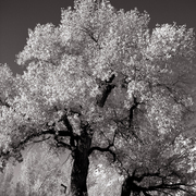 Escalante-cottonwoodtree3-ps2-post_card