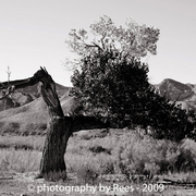 Escalante-cottonwoodtree5-ps2-post_card