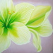Yellow_lilly_2007_60x60_square