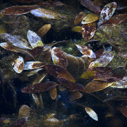 Silent_fall_card