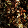 Autumn_leafs_thumb