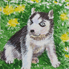 Husky_puppy_aceo_07__thumb