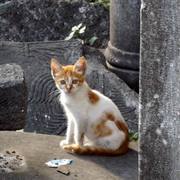 Zmiana_rozmiaru0095_bu_garia_card