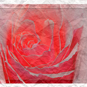 Creased_rose_card