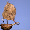 _c151850_thumb