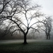 Robert_mcginley_-_november_fog_tree_square