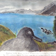 Albatross_11-30-09_by_collette_card