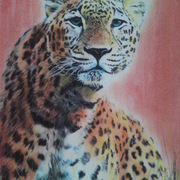 Leopard_now_card