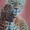 Leopard_now_thumb