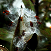 Plant_with_white_hair_card