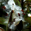 Plant_with_white_hair_thumb