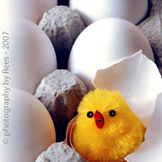 Babychick-post_card
