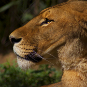 Lion33_card