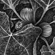 Detail_n